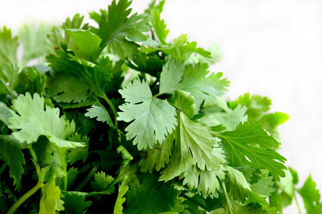 cilantro koriander